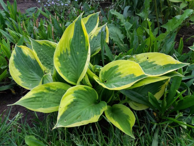 Twilight - Hosta 2019