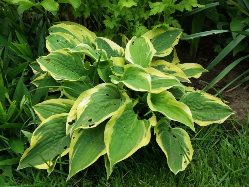Wide Brim - Hosta 2019