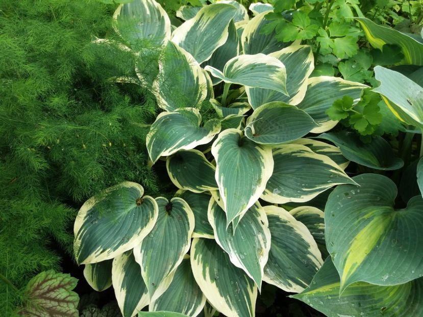 El Nino - Hosta 2019