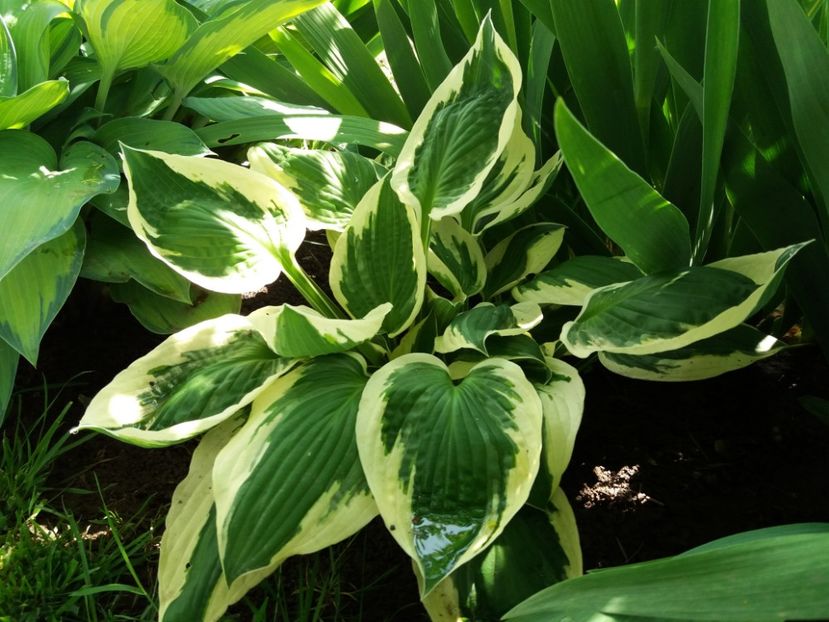 Patriot - Hosta 2019