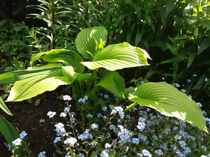 Hosta plantaginea - Hosta 2019
