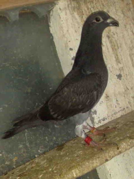  - Pui 2017-2018 -2019-2020 -2021-matca-doici-vind aproape tot lotul