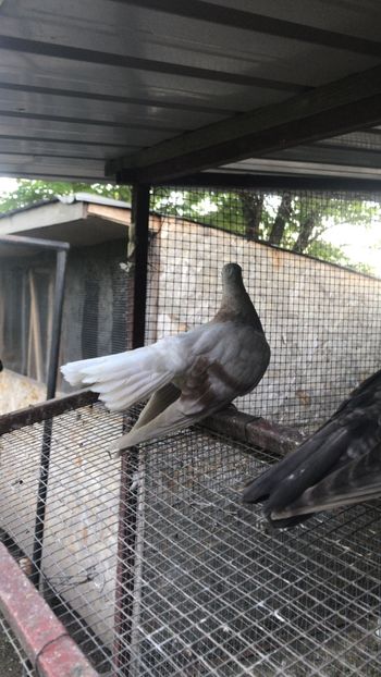 A8E9B377-4E53-4DF8-AD4C-DD11EA6EE0AC - Zburători Argintii