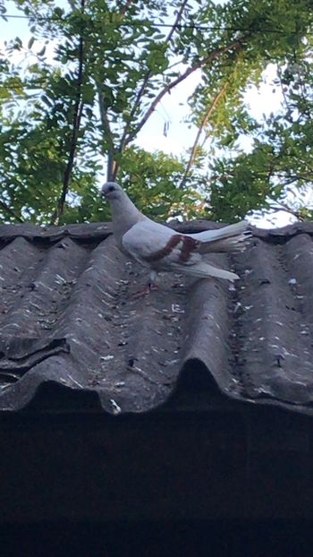 8B97517D-1015-4C26-9580-8541D2BC6E70 - Zburători Argintii