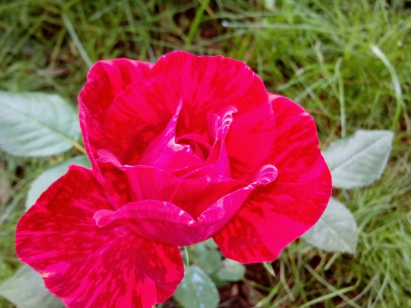  - Red Intuition