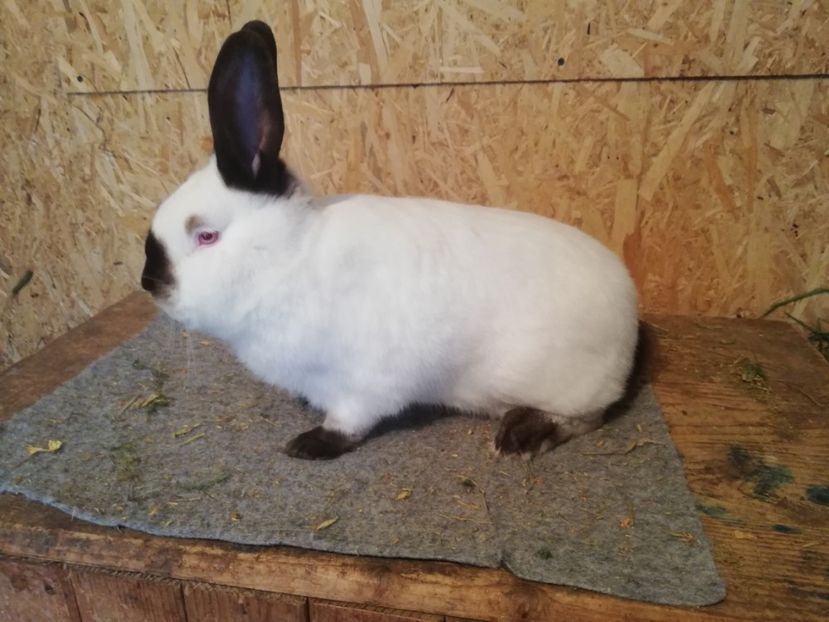  - c iepuri californian