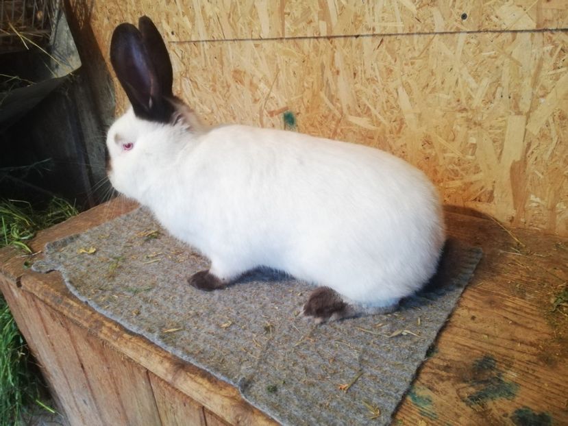  - c iepuri californian