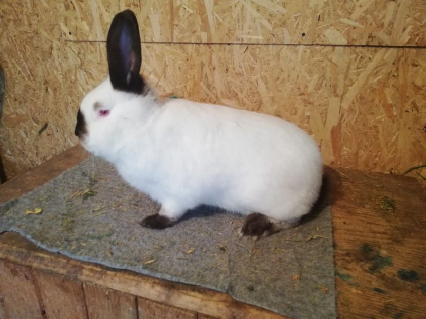  - c iepuri californian