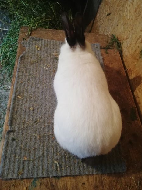  - c iepuri californian