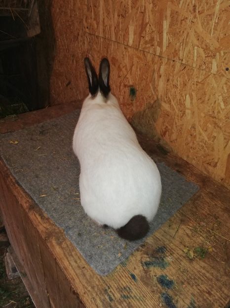  - c iepuri californian