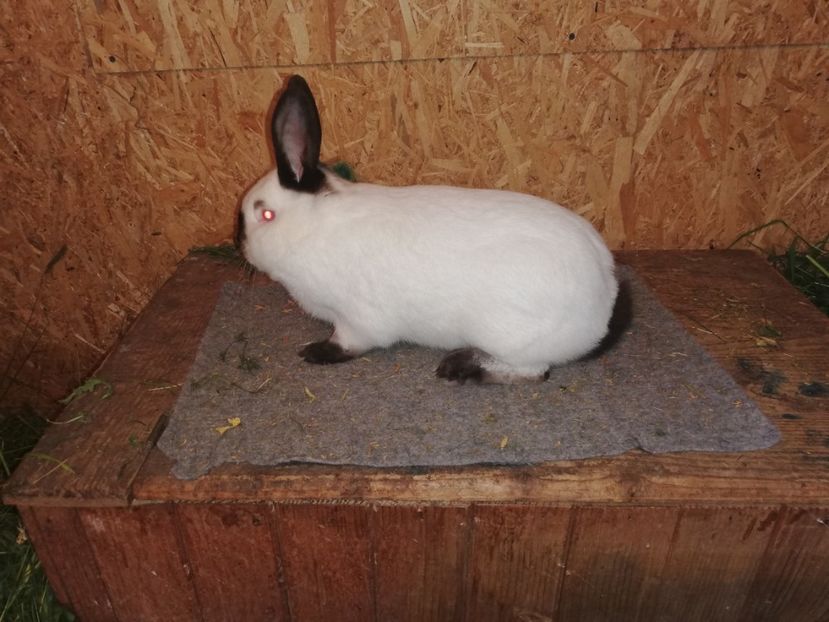  - c iepuri californian