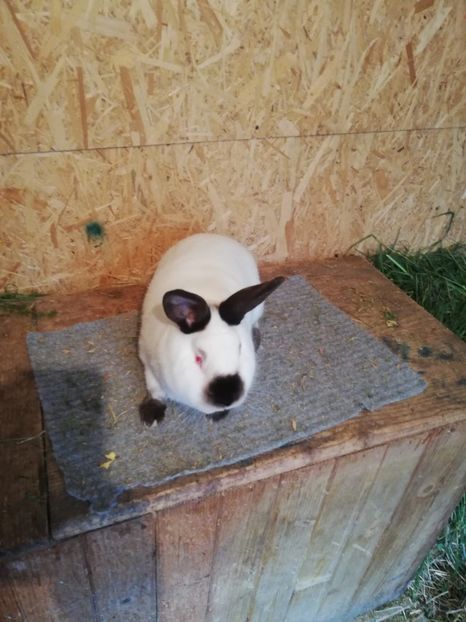  - c iepuri californian