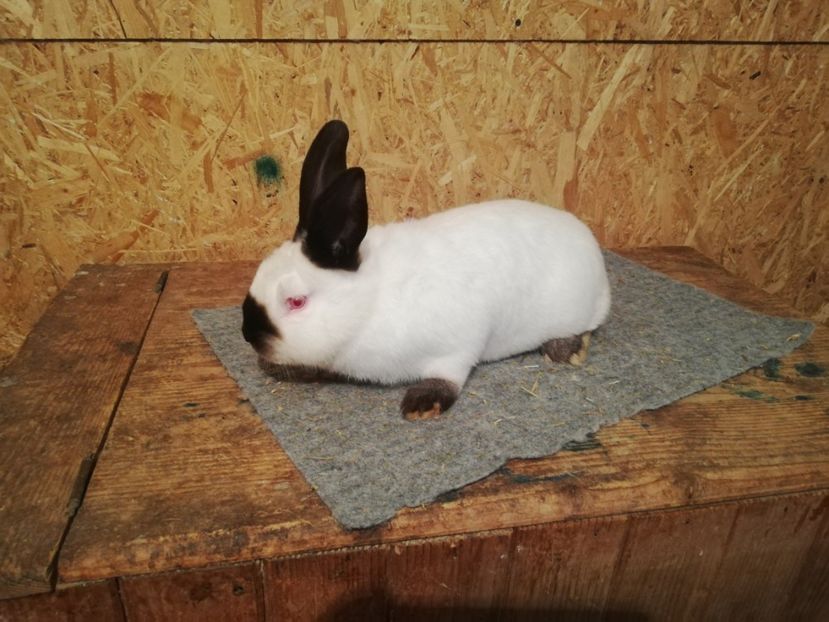  - c iepuri californian