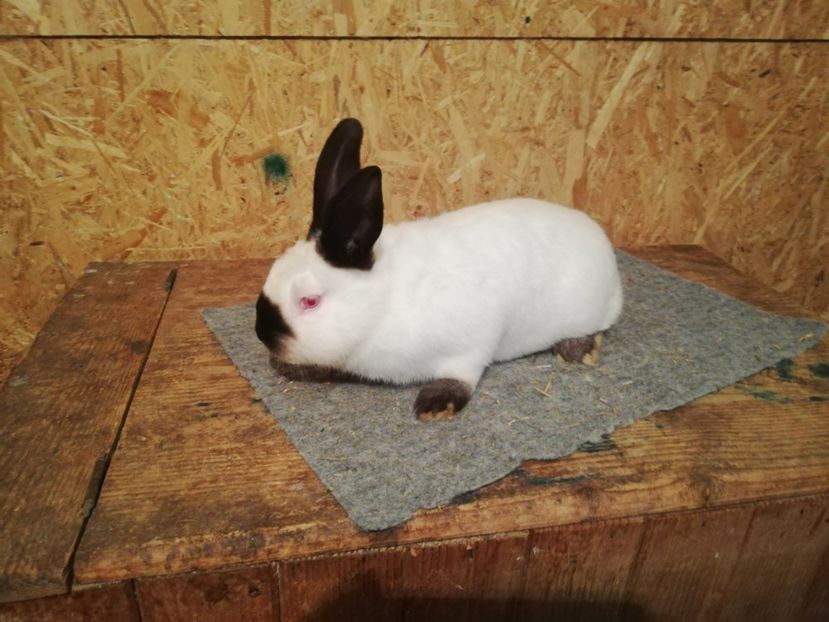  - c iepuri californian