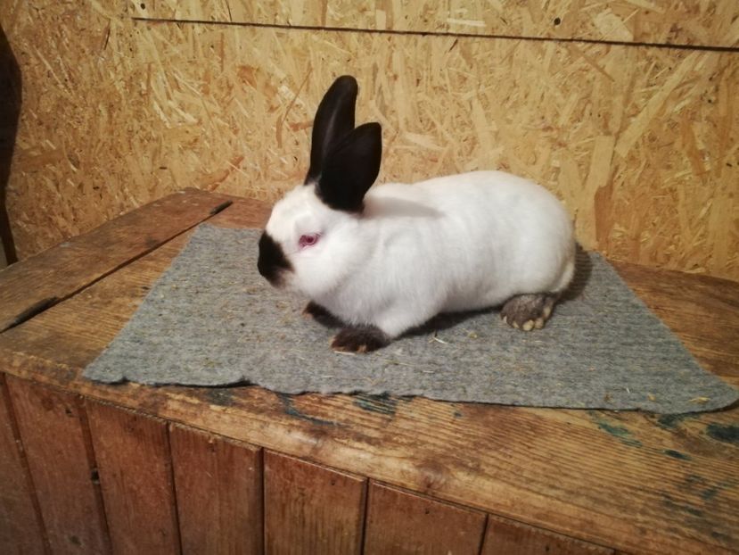  - c iepuri californian