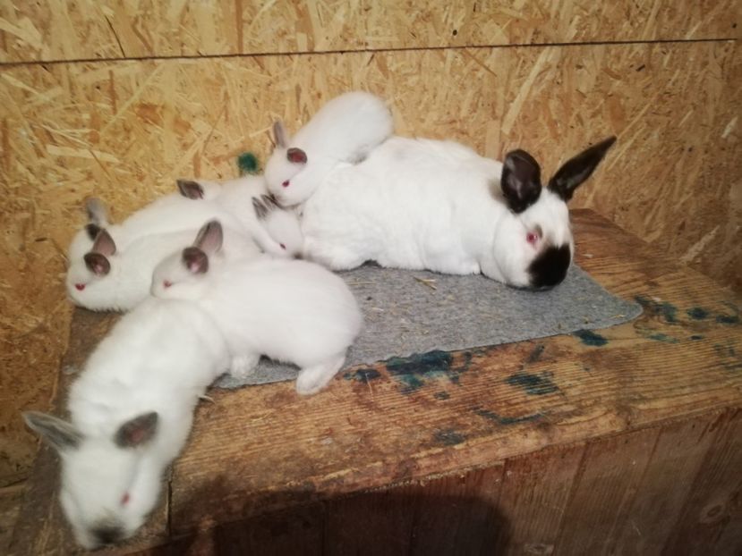  - c iepuri californian