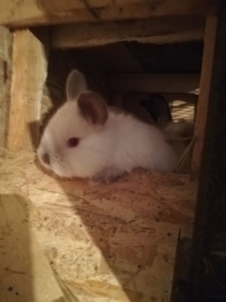  - c iepuri californian