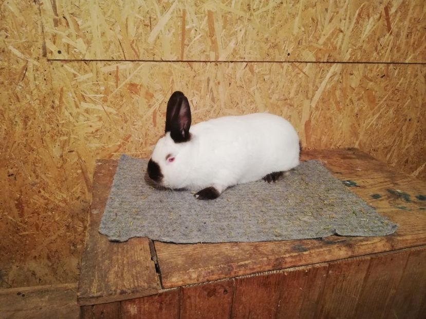  - c iepuri californian