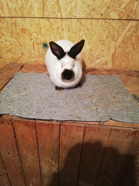  - c iepuri californian