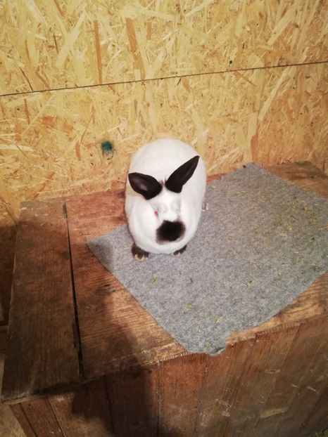  - c iepuri californian