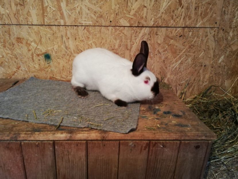  - c iepuri californian