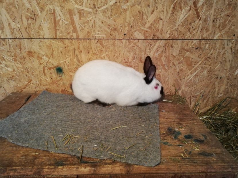  - c iepuri californian