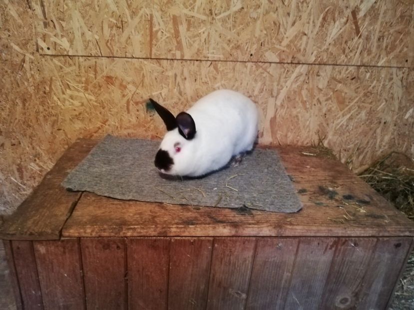  - c iepuri californian