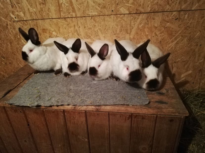  - c iepuri californian