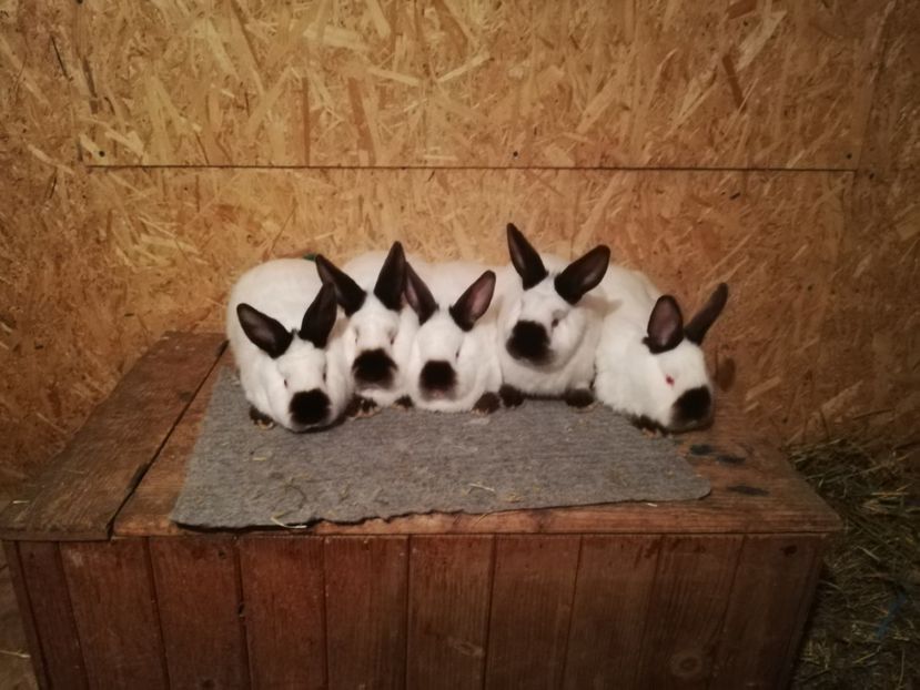  - c iepuri californian