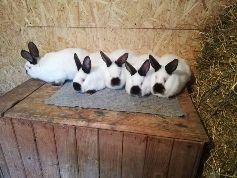  - c iepuri californian