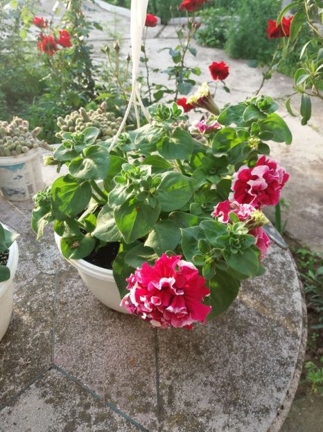  - Caladium si diverse