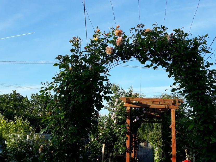  - Luna Mai in grădina mea 2019