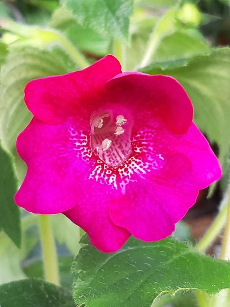 BriD’s Sylvia Marinovici-achimannia - 1 Sylvia