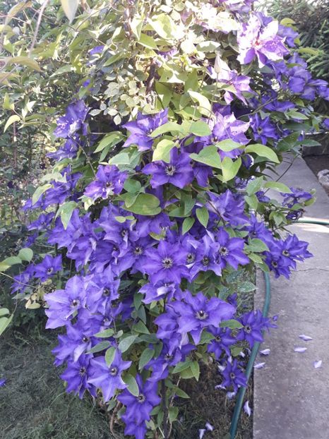  - 2019 clematis