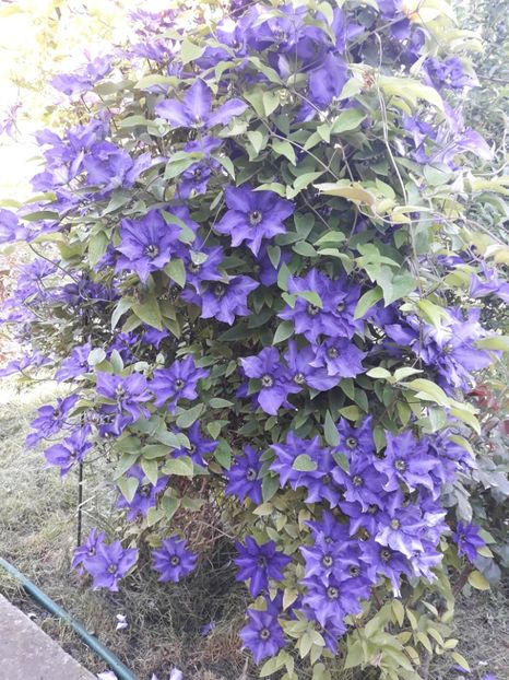  - 2019 clematis
