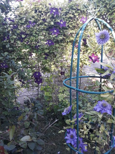  - 2019 clematis