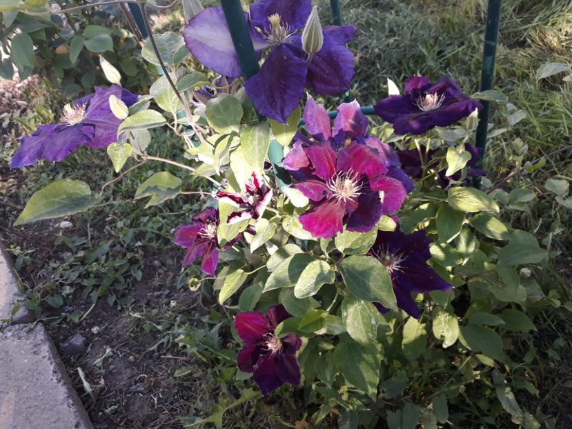  - 2019 clematis