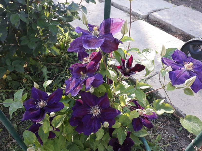  - 2019 clematis