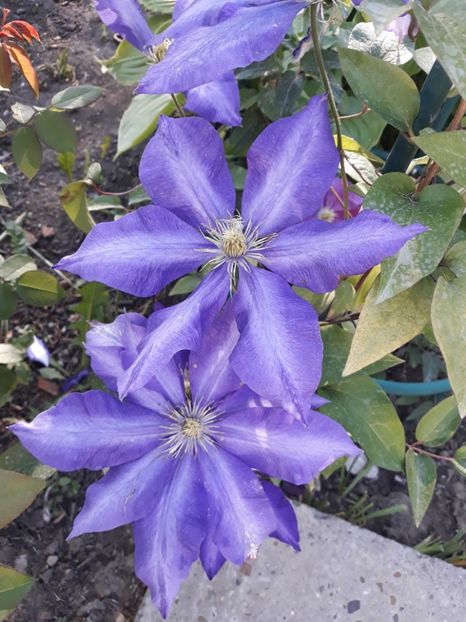  - 2019 clematis