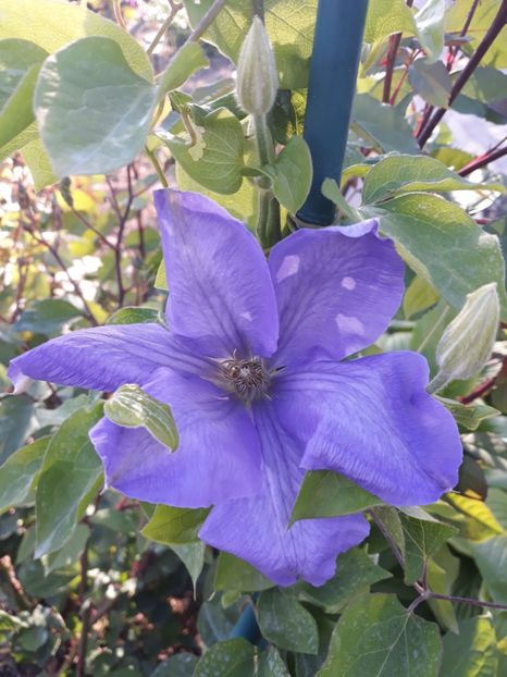 - 2019 clematis