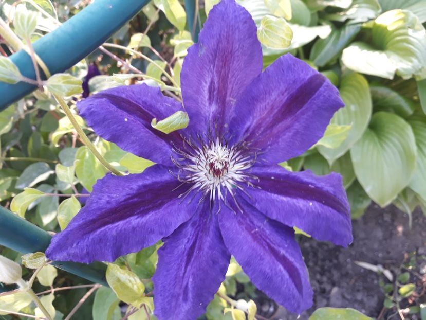  - 2019 clematis