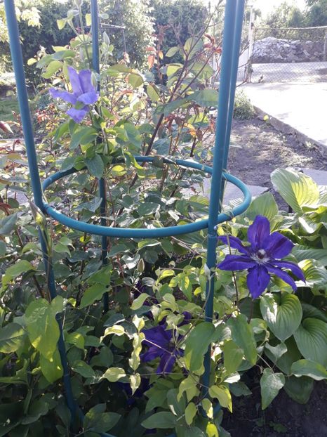  - 2019 clematis
