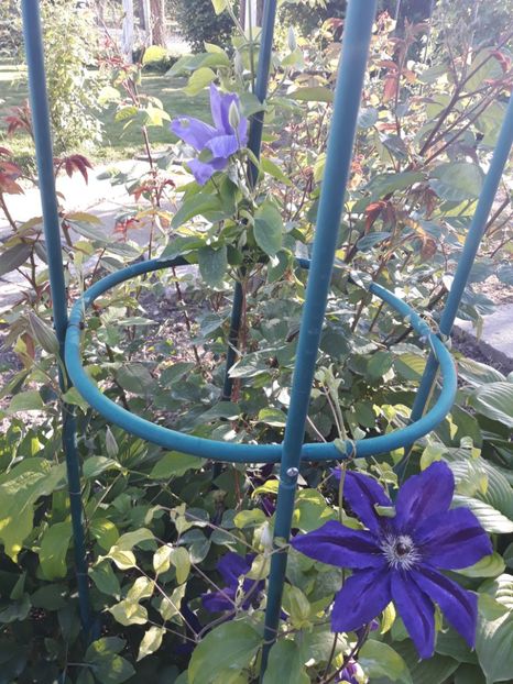  - 2019 clematis