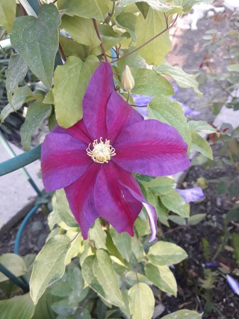  - 2019 clematis