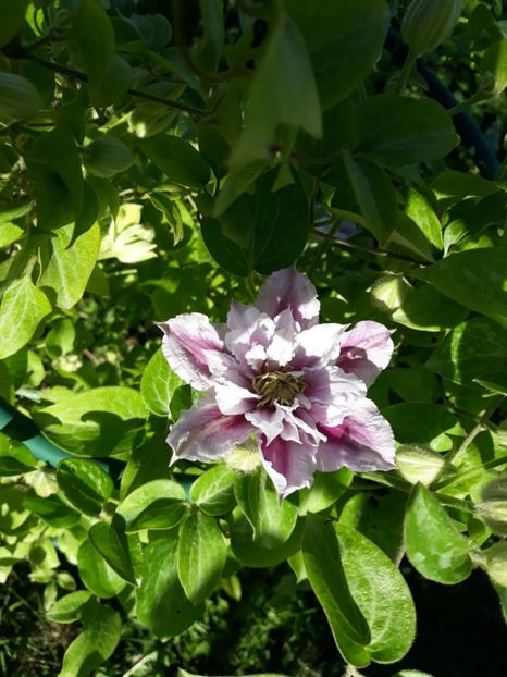  - 2019 clematis