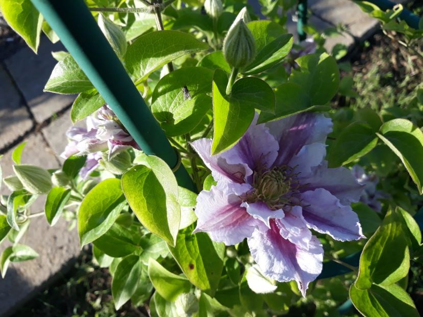  - 2019 clematis