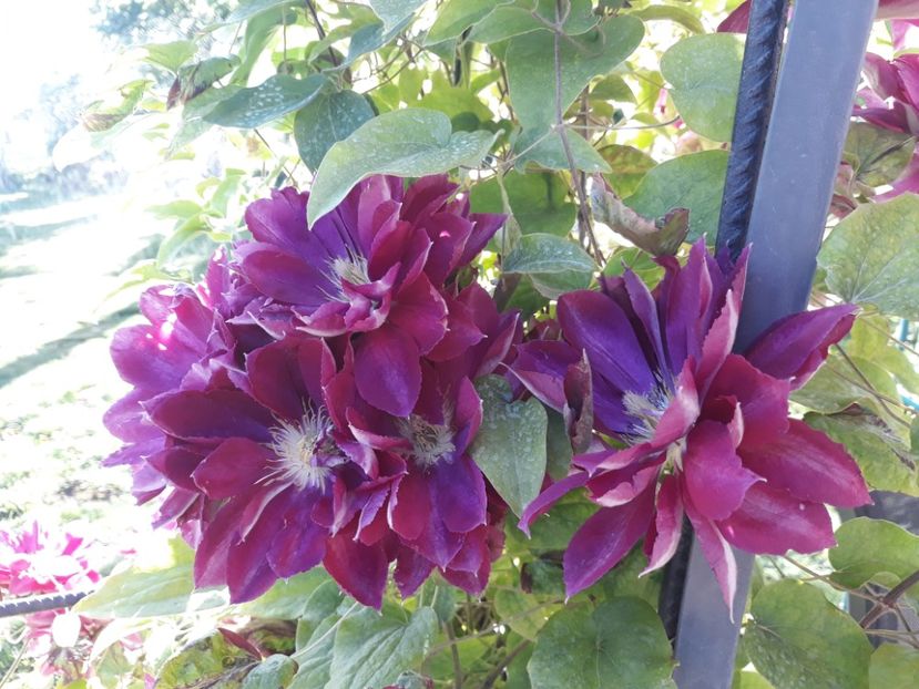  - 2019 clematis