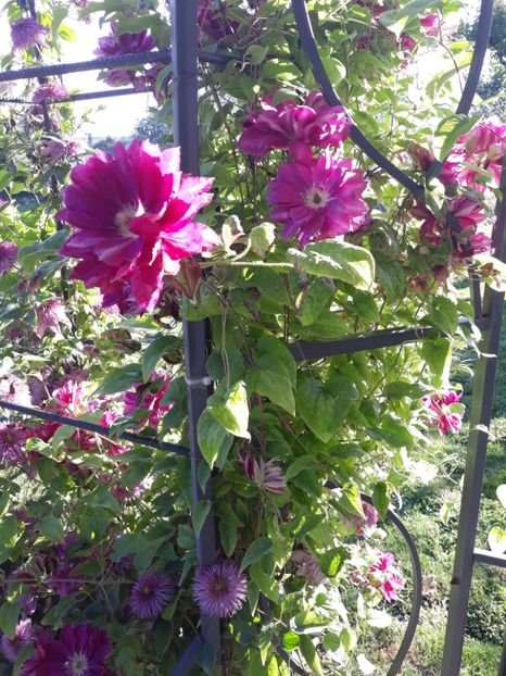  - 2019 clematis