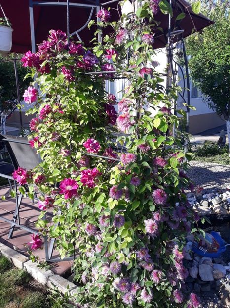  - 2019 clematis