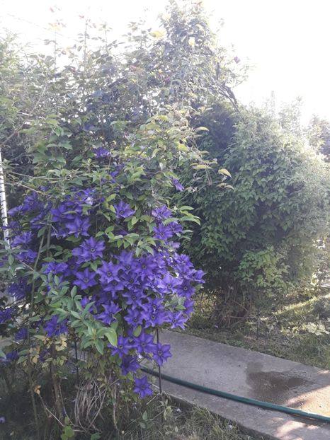  - 2019 clematis